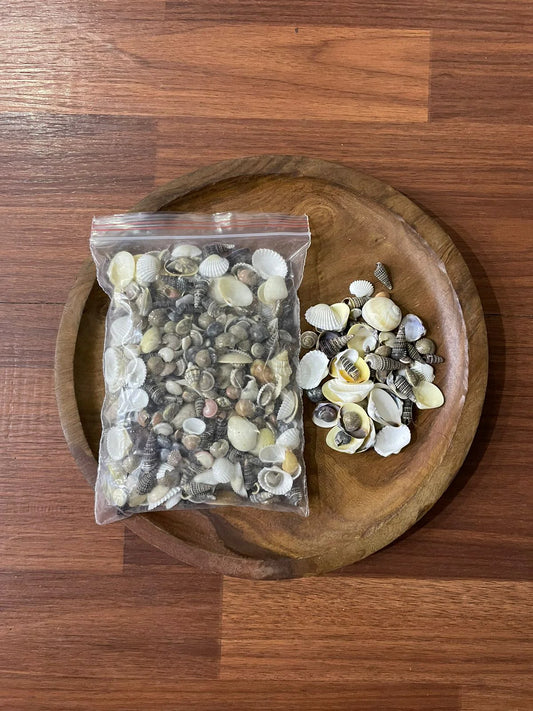 Oceanic Seashells for Resin Art and Crafts - 250g Pack